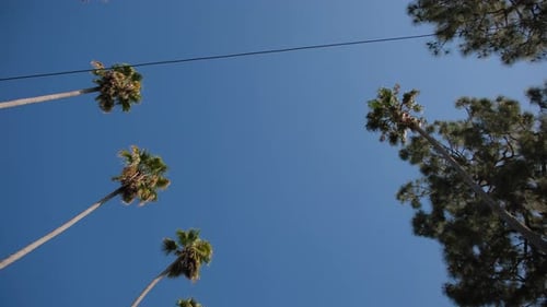 Wide View of Palms in Los Angeles Street California USA Summertime Aesthetic Atmosphere of Beverly