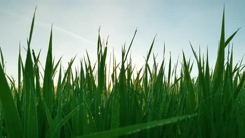 Slider Shot of Morning Green Grass at Dawn with Dew Drops and Sun Rays