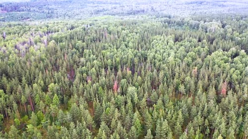 Footage of a Wild Pine Forest Drone Flying Over Treetops