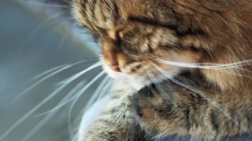 Adorable Tabby Cat Grooming Itself Indoors Close Up