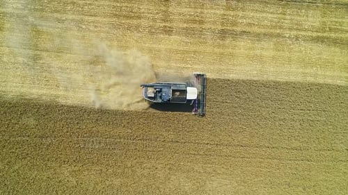Aerial of Combine Working in the Field Harvesting Crops Gathering Season