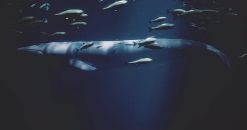 Majestic Whale Swimming Gracefully Among Fish in Deep Ocean Waters