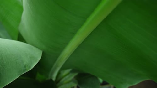 Große grüne Blätter des Bananenbaums