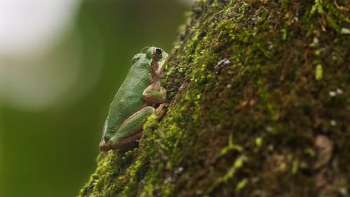 Green Tree Frog Resting on Mossy Tree