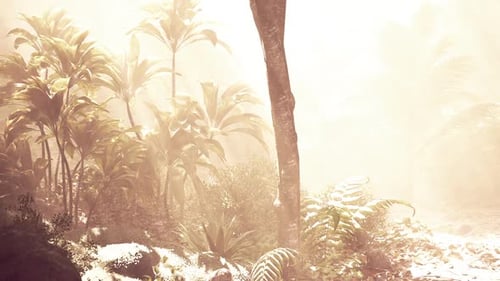 Lush Tropical Forest Bathed in Soft Morning Light with Mist and Greenery
