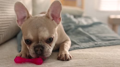Happy Bulldog Chews on a Pink Bone Toy