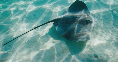 Stingray Glides Through Shallow Turquoise Tropical Water