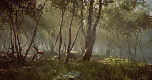 Misty Forest Landscape with Sunlight Filtering Through Trees in the Morning