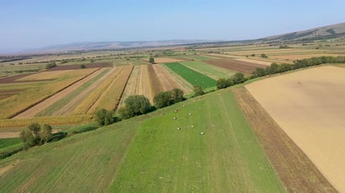 Aerial View of Agricultural Fields by Drone