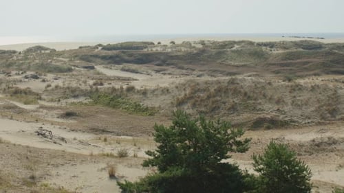 Sand Dune on Baltic Sea Courland Lagoon Couronian Bay Sandy Dunes with Grass