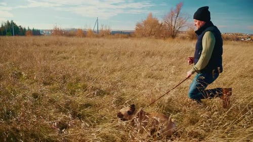 A Person Enjoying a Leisurely Walk with a Dog in a Sunlit Field Surrounded By Tall Grass and