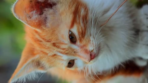 Close up smelly dirty kitten homeless adult small kitty sits on a floor and looks around vertical