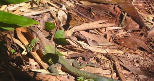 In the morning light, an Ameiva lizard camouflaged remains motionless on the jungle floor of Peru’s
