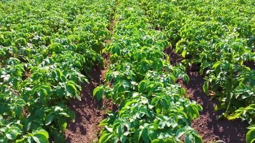 Healthy Potato Field Growth Green Plants Thrive in Rich Farm Soil
