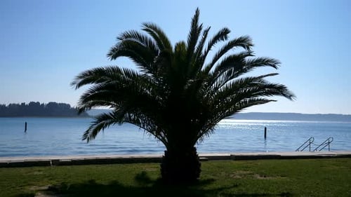 Flourishing palm tree silhouette on grassy sidewalk by ocean water on sunny day