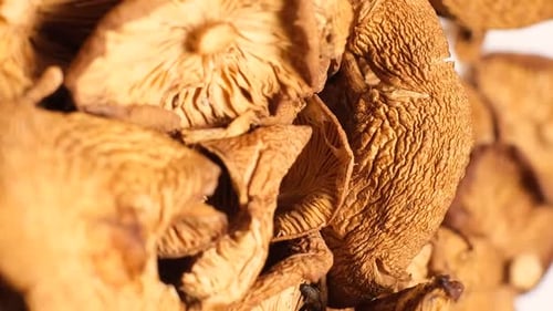 Nahaufnahme vieler trockener Pilze, die sich im Kreis drehen. Vertikales Video von trockenen Pilzen