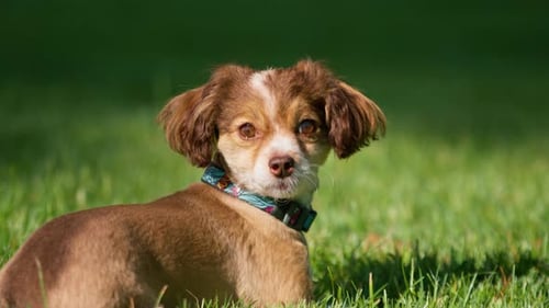 A cute little dog is lying on the grass in the park and resting animal training on the street