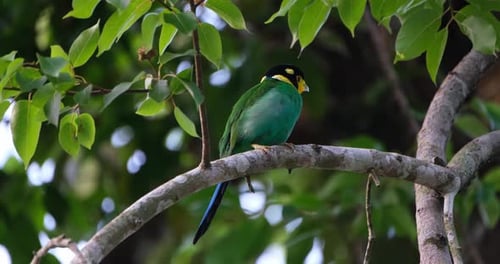Long-tailed Broadbill Psarisomus dalhousiae Nesting Season.