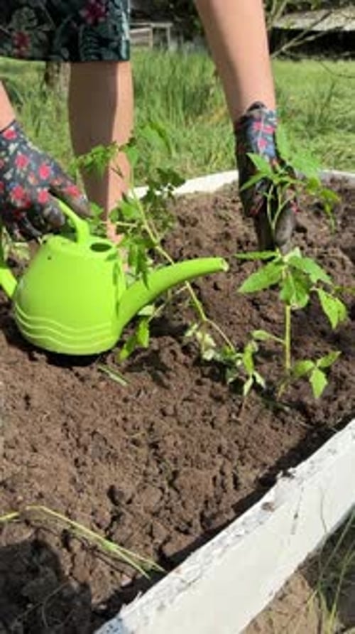 A Woman Waters Tomato Seedlings Planted In A Garden Bed With A Watering Can. Vertical Video.