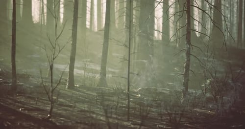 Mysterious Forest Bathed in Warm Sunlight During Early Morning Hours