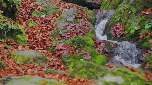 An einem kleinen Bach im Herbstwald