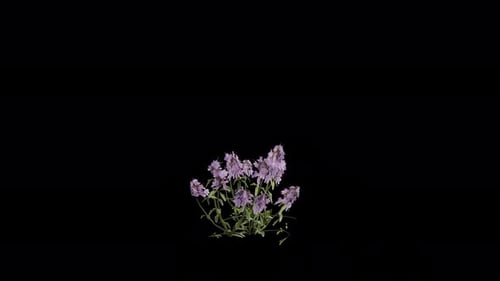 Plant de thym sauvage qui souffle dans le vent. Plante à fleurs animée. Canal Alpha. Animation en boucle