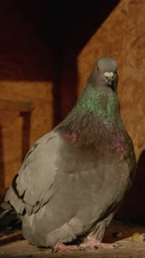 Vertical video Morning moments with pigeons in a special outdoor cage at sunrise