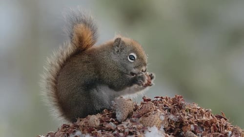 American Red Squirrel Eating Nuts In Yukon, Canada. closeup shot