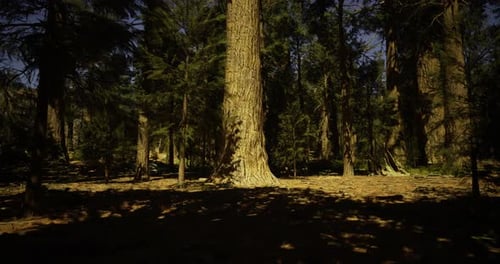 Tall Trees Create an Enchanting Atmosphere in a Serene Forest Setting