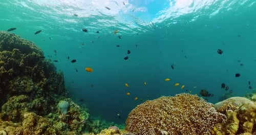 Coral Reef and Marine Fish Underwater World