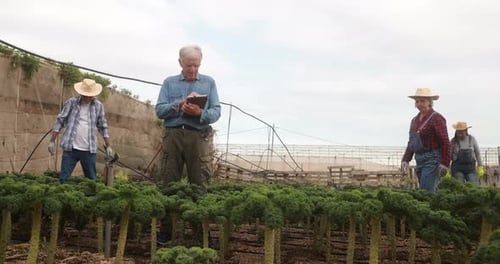 Farmers Working in Kale Field, Inspecting Crops