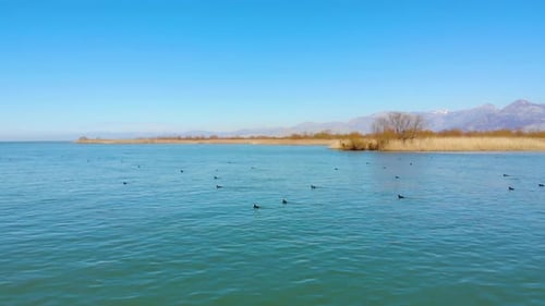 Wild ducks swim on vibrant clear water of lake surrounded by beautiful brown reeds and dry trees on