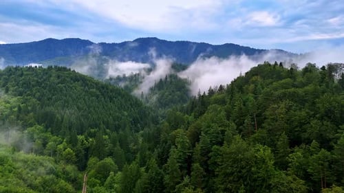 Forest landscape with misty mountains.