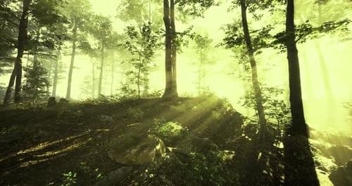 Sunlight Beams Through Trees in a Serene Forest During Golden Hour