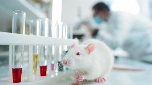 White Lab Rat with Colorful Test Tubes