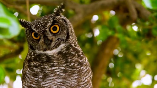 Majestic Spotted Eagle-Owl in tree looking around; shallow depth close-up