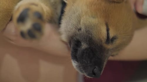 Sleeping Puppy Relaxing While Being Stroked