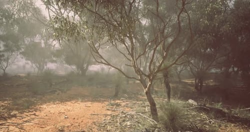 Dusty Landscape of Eucalyptus Trees Under Foggy Conditions in Australia