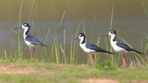Drei schwarzhalsige Stelzen am Ufer des Sees