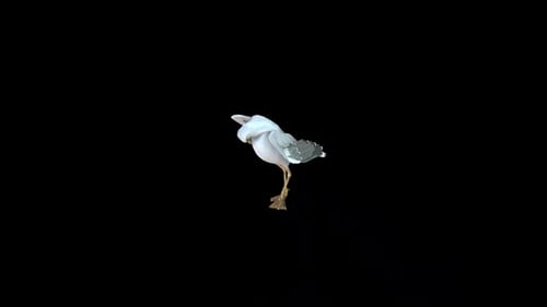 Realistic White Seagull Standing on One Leg Preening Animation