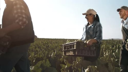 Wide Steadicam of Farmers and Workers Carrying and Loading Baskets