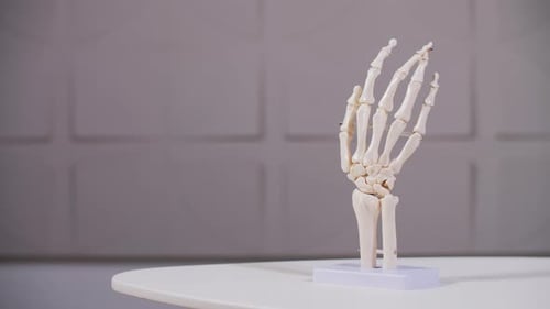 Human Hand Skeleton Model on Stand