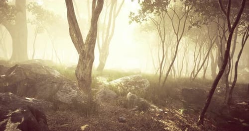 Mysterious Forest with Sunlight Filtering Through Trees and Rocks