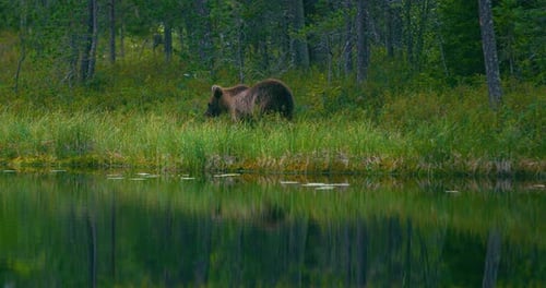 Wild Young Brown Bear Walking in the Forest Looking for Food
