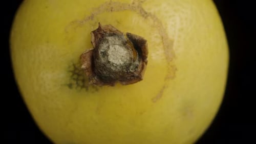 Lemon rotates on a black background. Dolly slider extreme close-up. Top view.
