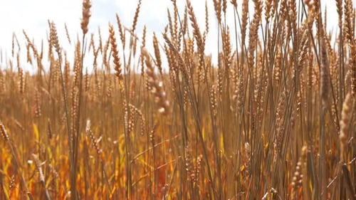 Golden wheat field swaying gently in autumn wind a bountiful harvest season