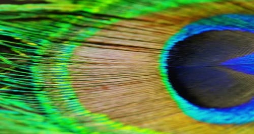 close up or macro of a colorful peacock feather with a drop resting on. The peacock feather full o
