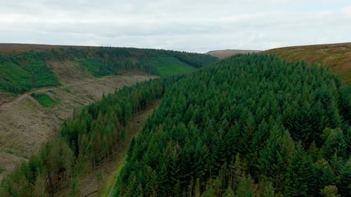 Mountain Coniferous Forest Stretching Across Hills with Distant Peaks Visible Evergreen Woodland