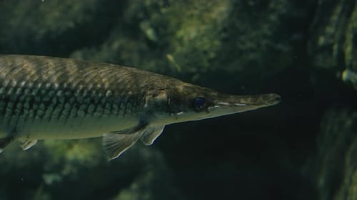 Close Up Of A Spotted Gar Fish In Clear Water At Umino-Mori Aquarium, Sendai, Japan.