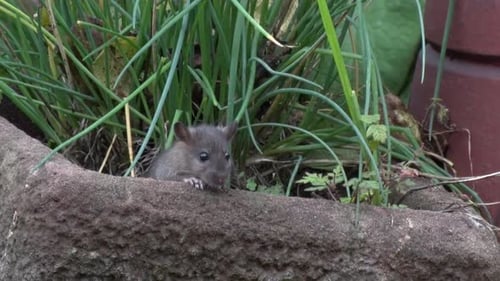 A young Brown or Norway Rat, Rattus norvegicus, sitting in a trough. Autumn. UK